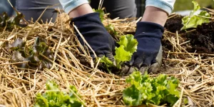 jardin sans entretien avec du paillage